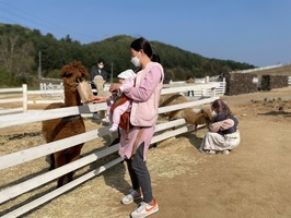 <나들이> 가평 양떼목장